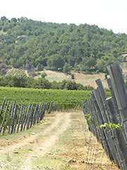Elaphe