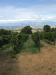 Koronè rosato